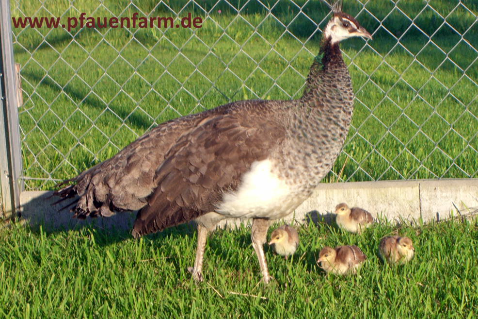 blaue_07_021