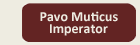 button_klein_imperator_aktiv