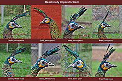 homepage_head_study_imperator_hens_e