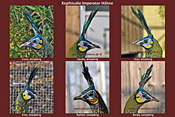 homepage_head_study_imperator_males_d